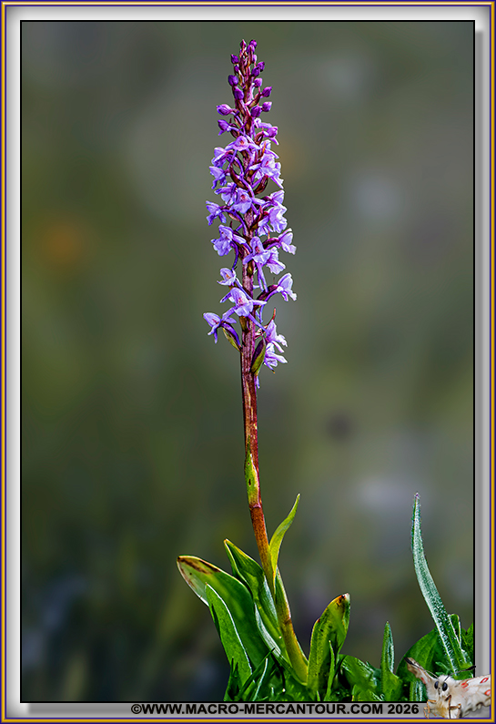 Orchis moucheron